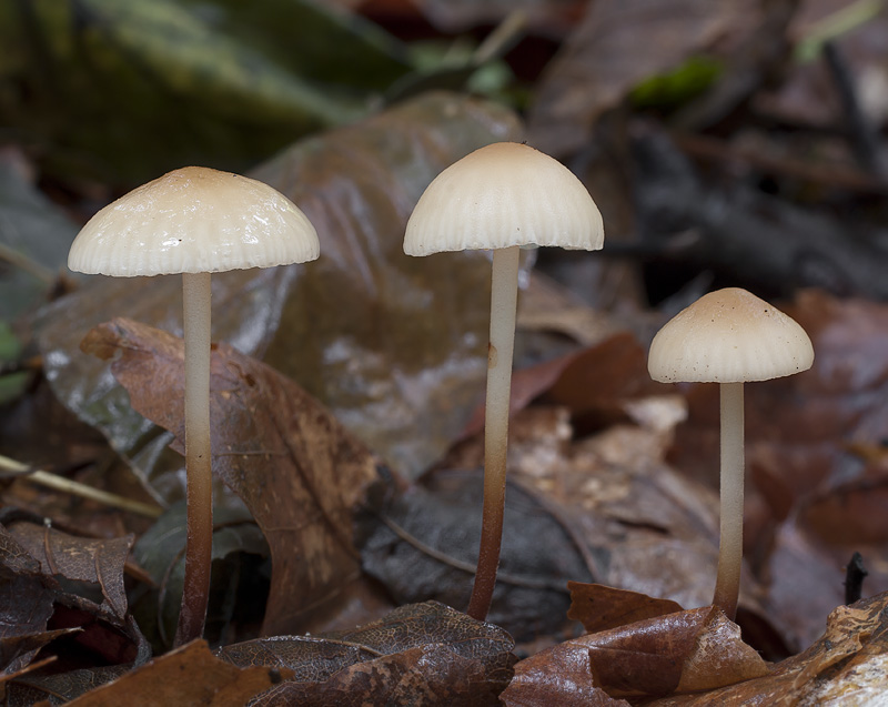 Marasmius torquescens